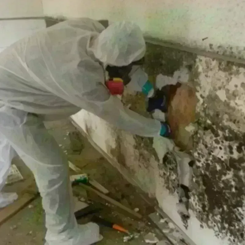 Mold Remediation and Removal in Berkley, CO